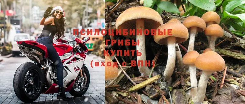 блэк спрут онион  Котельниково  Галлюциногенные грибы Psilocybine cubensis 